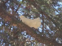 Isla de las Aves