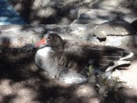 Isla de las Aves