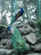 Atlacomulco