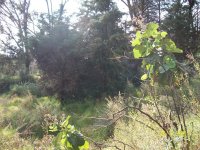 Cerro de Chapultec y cuevas