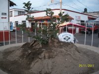 Arbol del Bicentenario