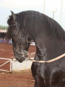 Caballo Andaluz