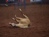 Caballo en exposocion de doma