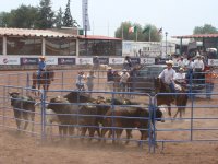 Encierro y Corte Ganado - Team Penning 01