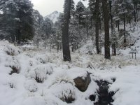 Nevado con nieve