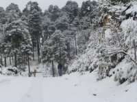 Nevado con nieve